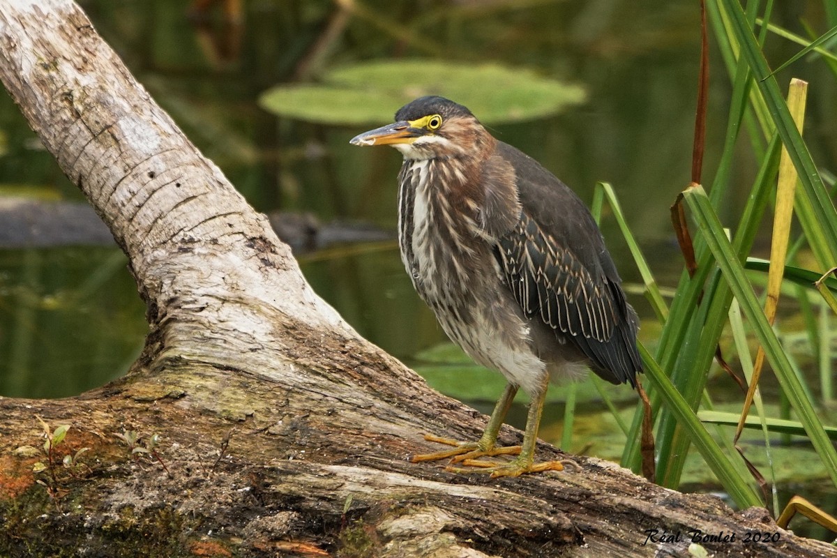 Green Heron - ML265483571