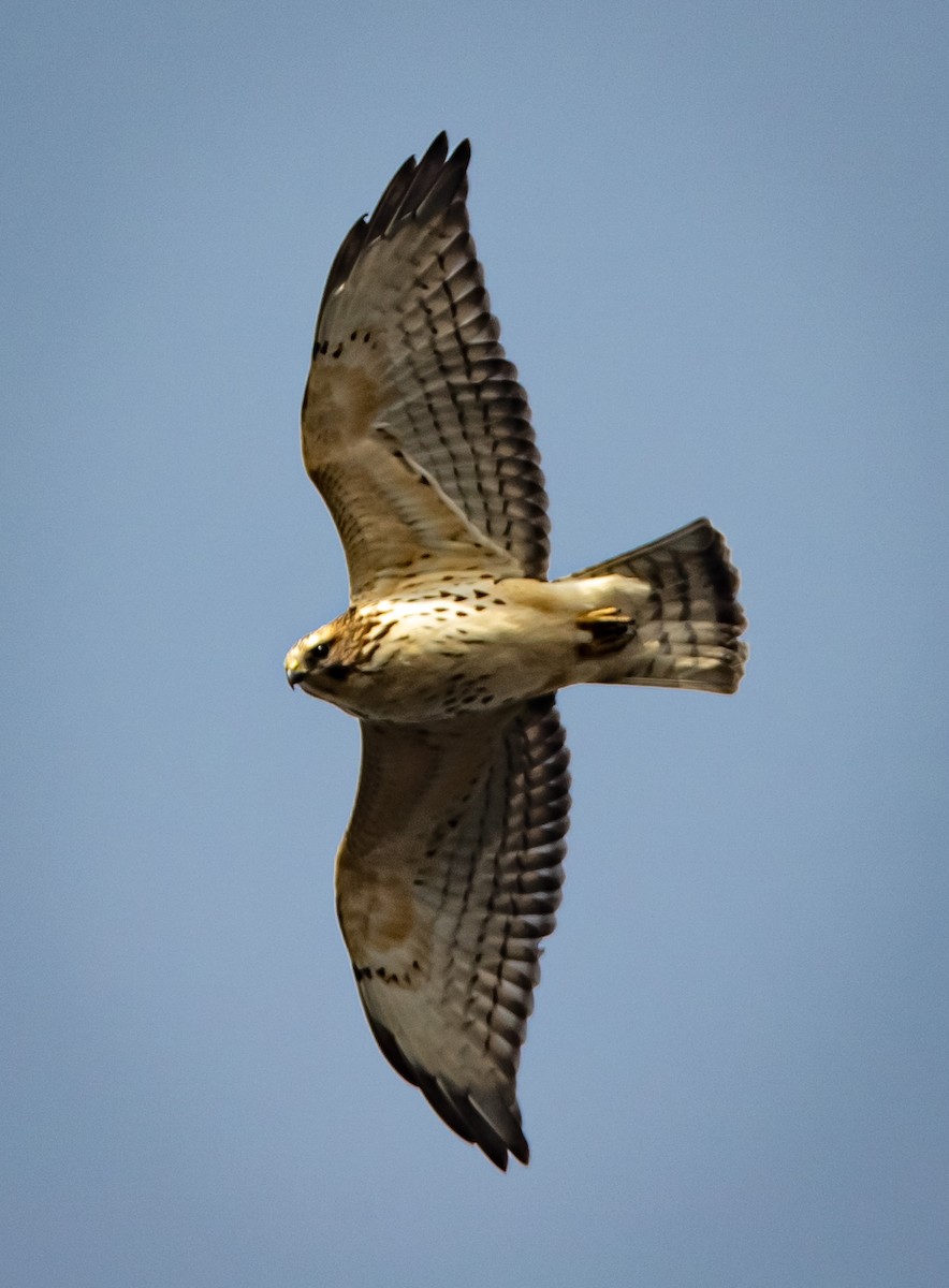 Broad-winged Hawk - bj worth