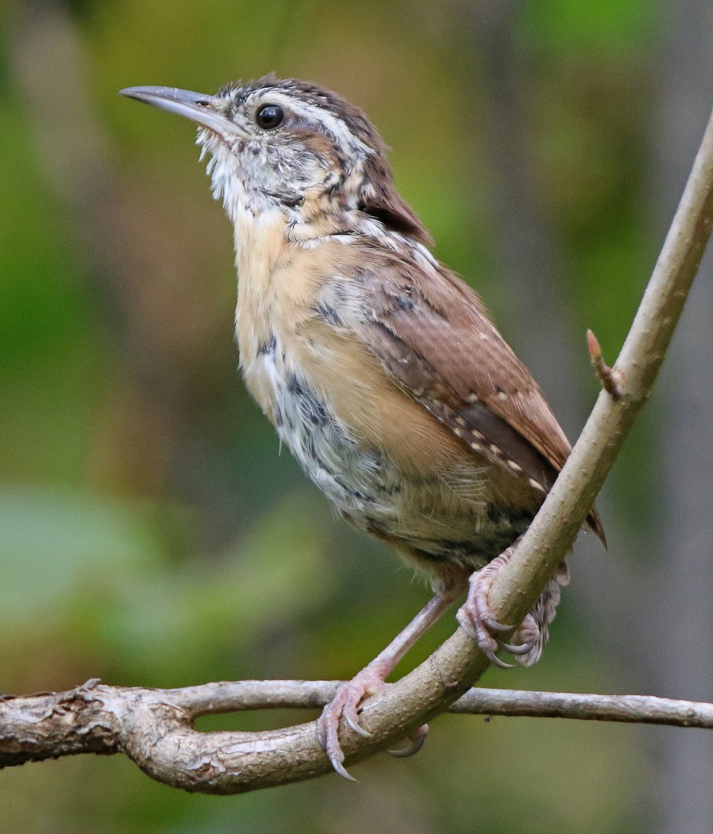 Carolina Wren - ML265484351