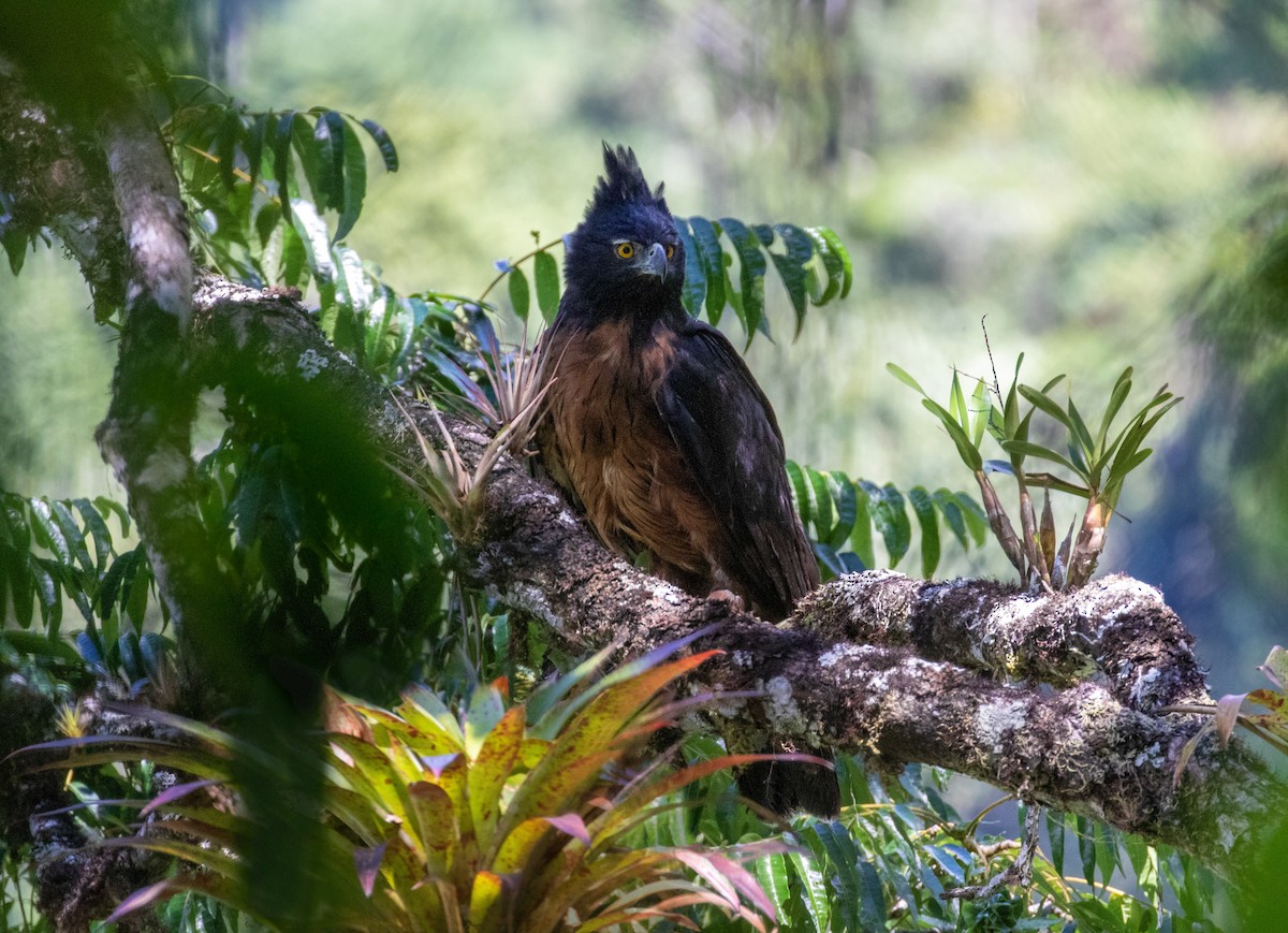 Black-and-chestnut Eagle - Thibaud Aronson