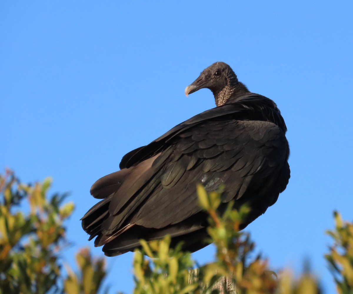 Black Vulture - Suzanne Roberts