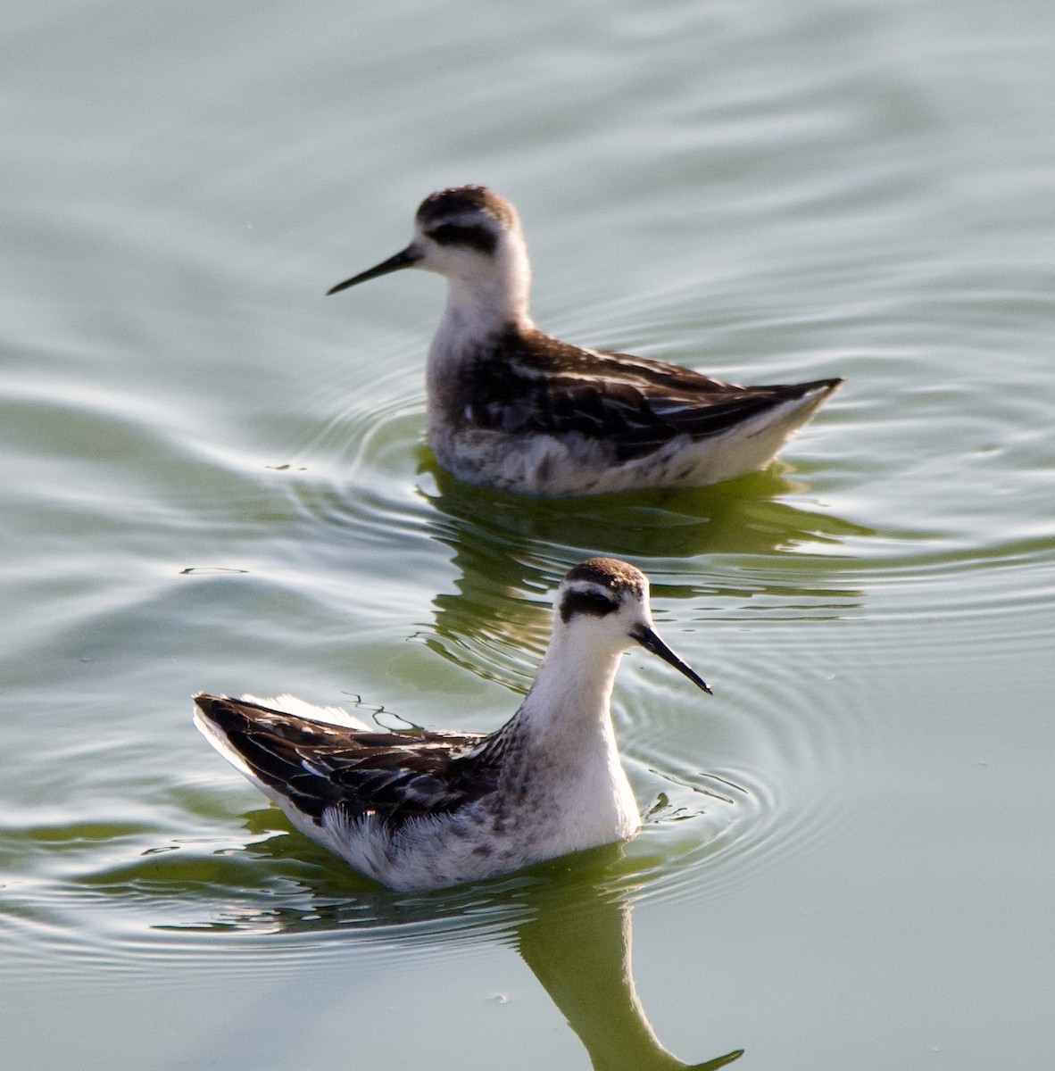 Red-necked Phalarope - Matt DuRoss