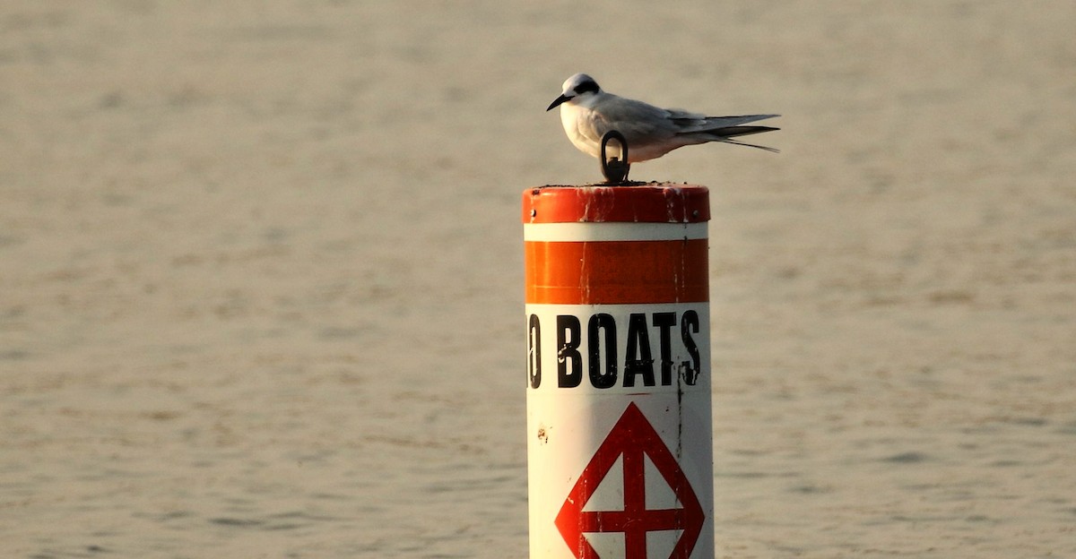 Forster's Tern - ML265488171