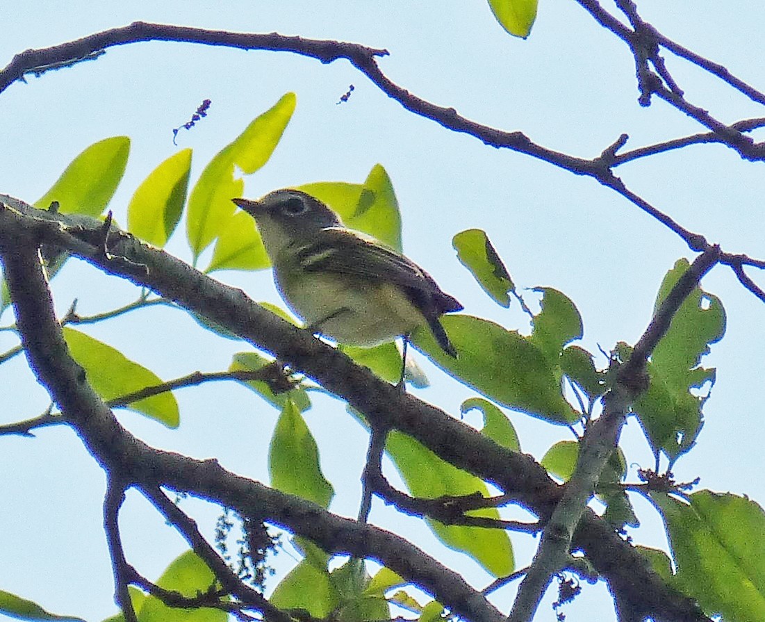 Vireo Solitario - ML26548871