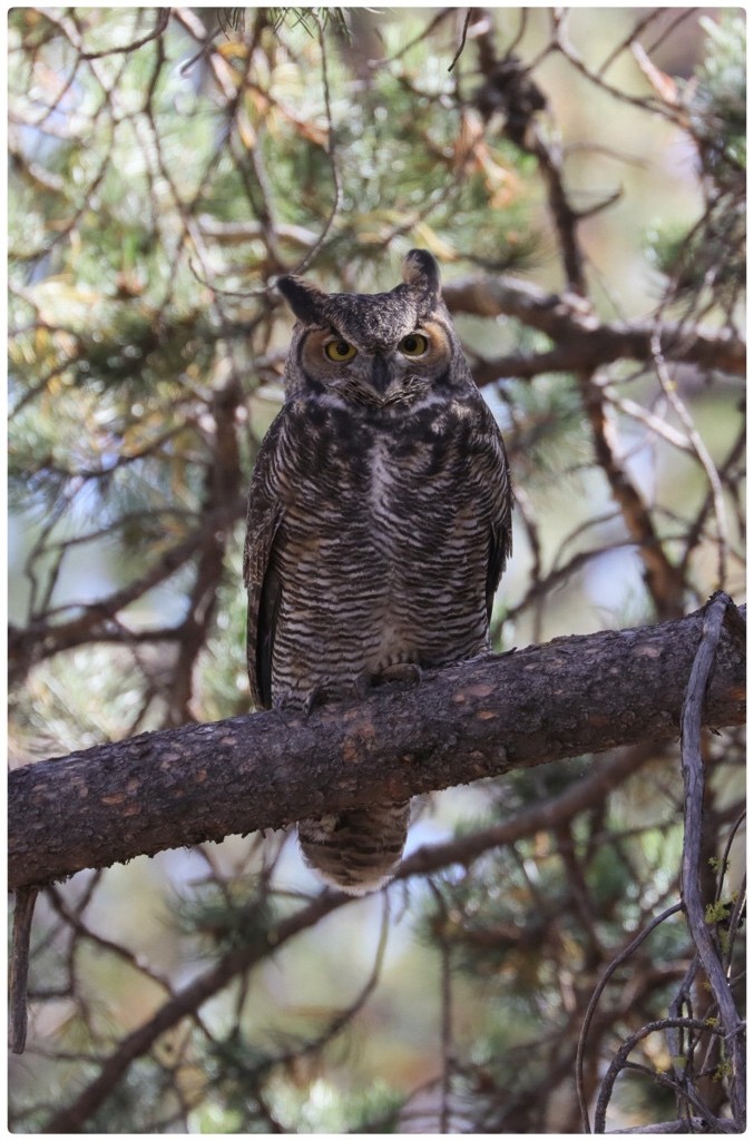 Great Horned Owl - Tom Lawler