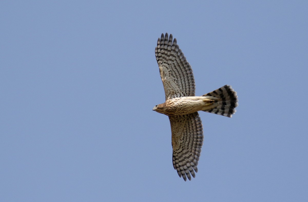 Cooper's Hawk - ML265489641