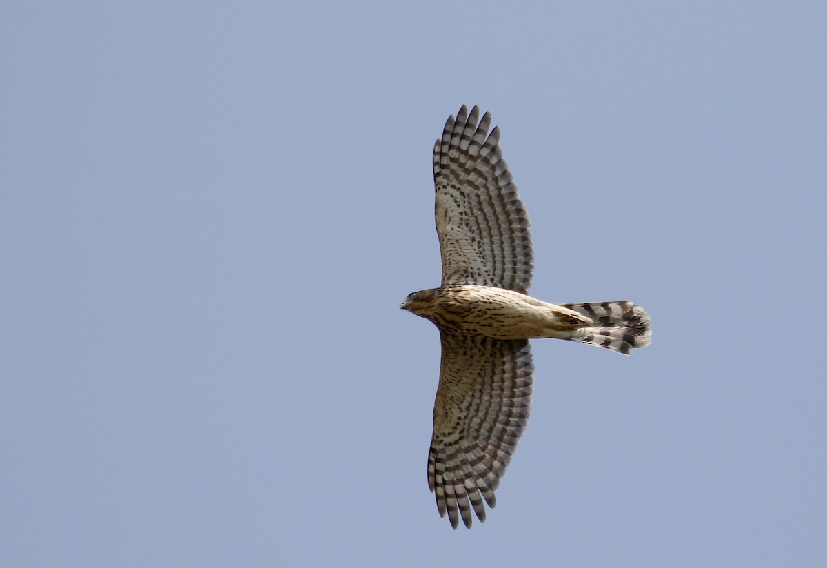 Cooper's Hawk - ML265489681