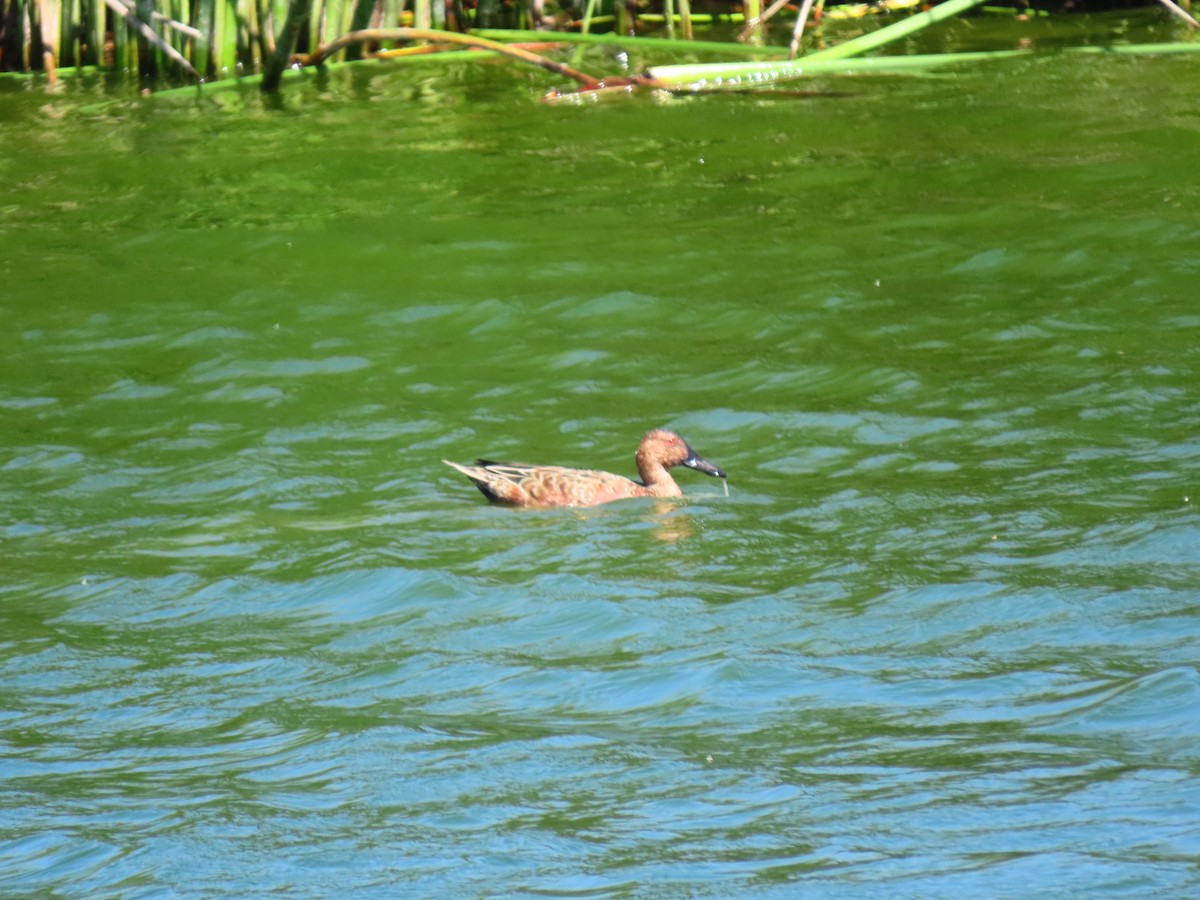 Cinnamon Teal - Long-eared Owl