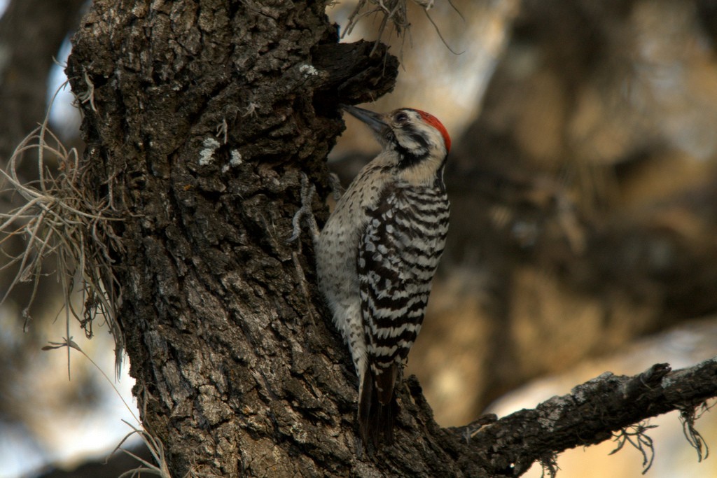 Ladder-backed Woodpecker - Susan Elliott