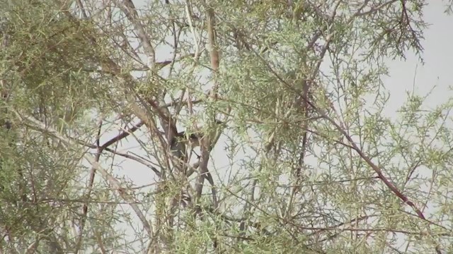 Lesser Whitethroat (Hume's) - ML265496811