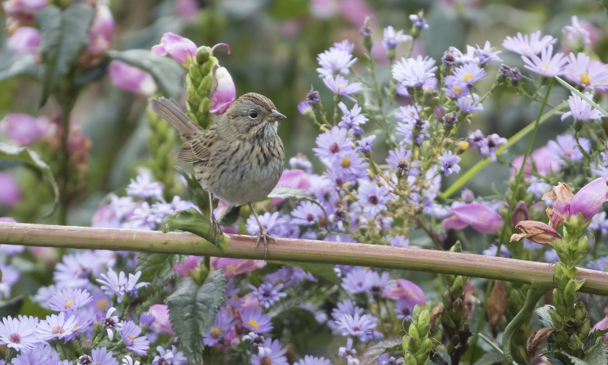 Lincoln's Sparrow - Heather Wolf