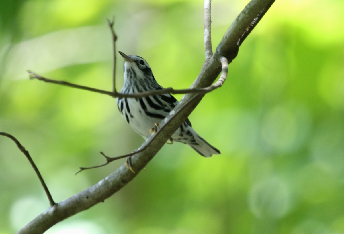 Black-and-white Warbler - ML265501231