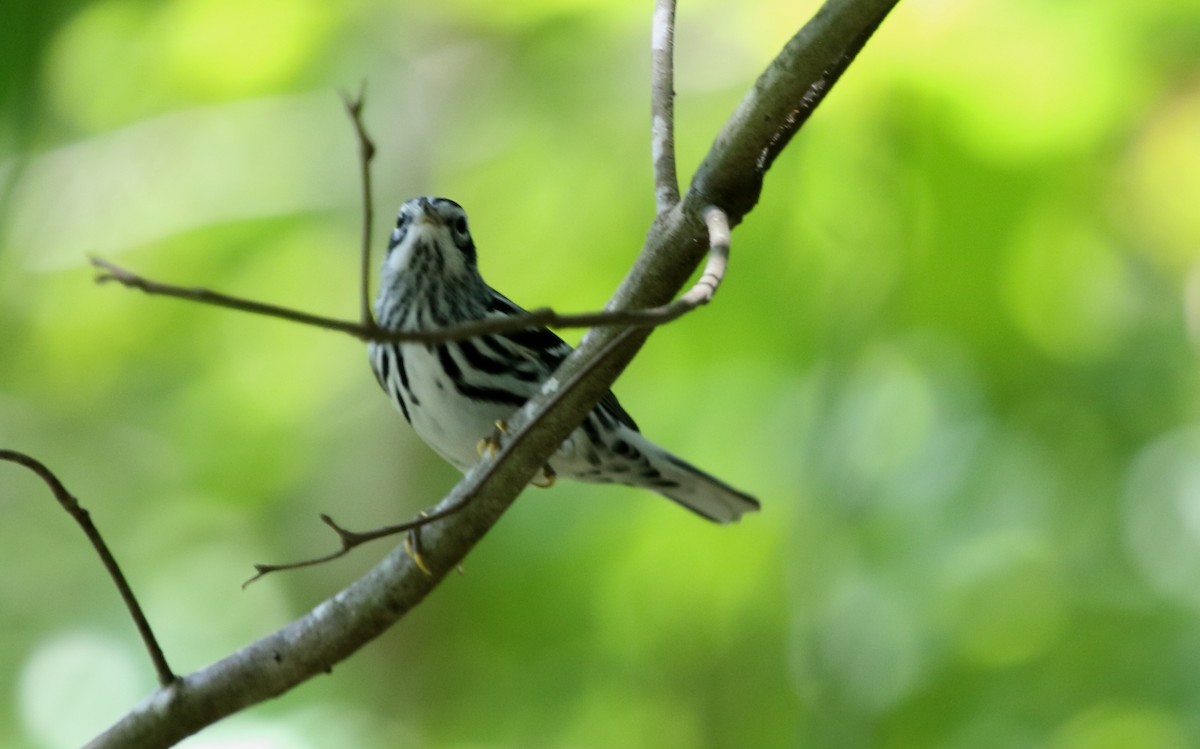 Black-and-white Warbler - ML265501241