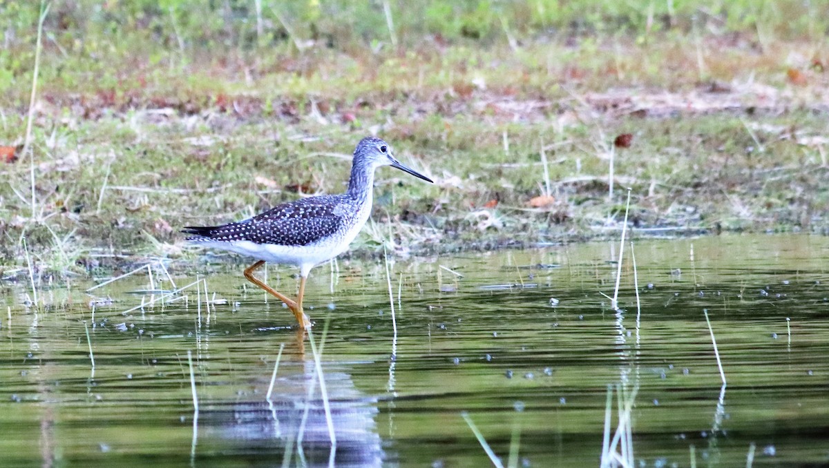 Greater Yellowlegs - ML265501761