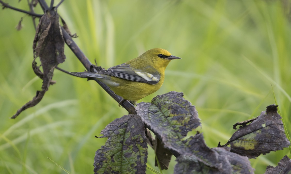 Blue-winged Warbler - ML265503031