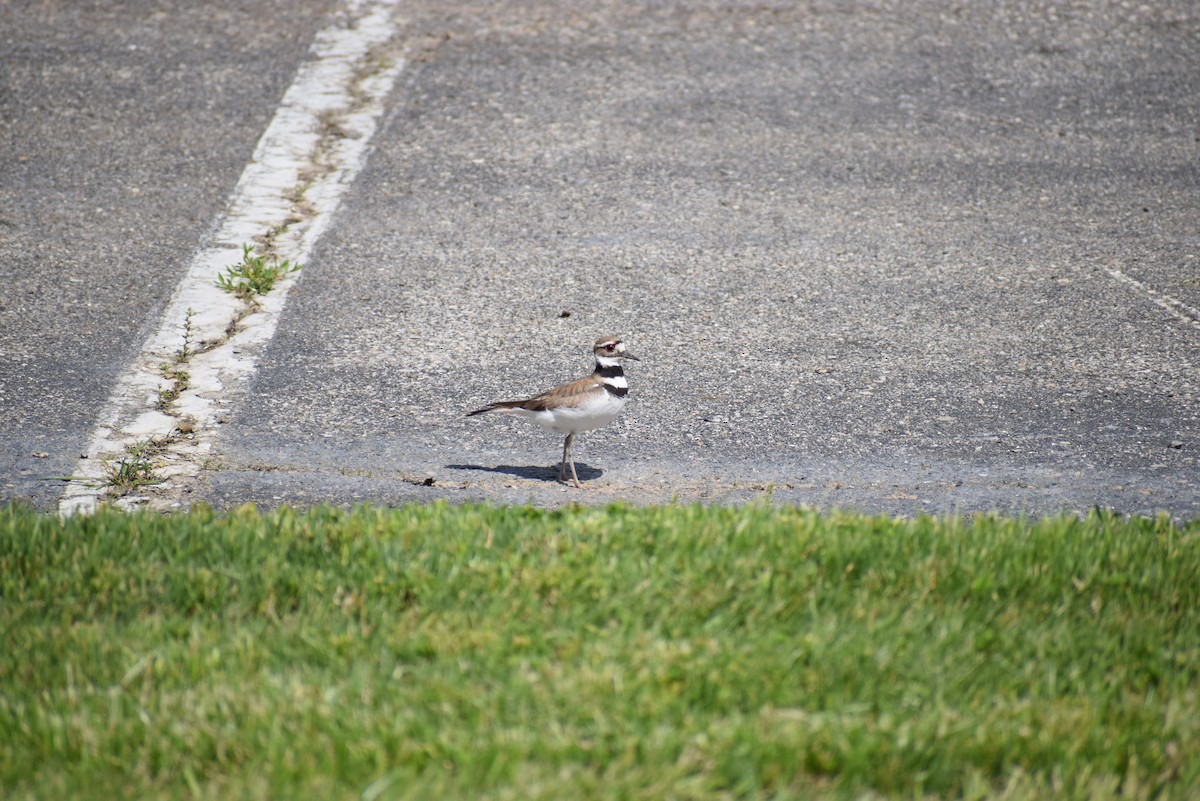 Killdeer - ML265503111