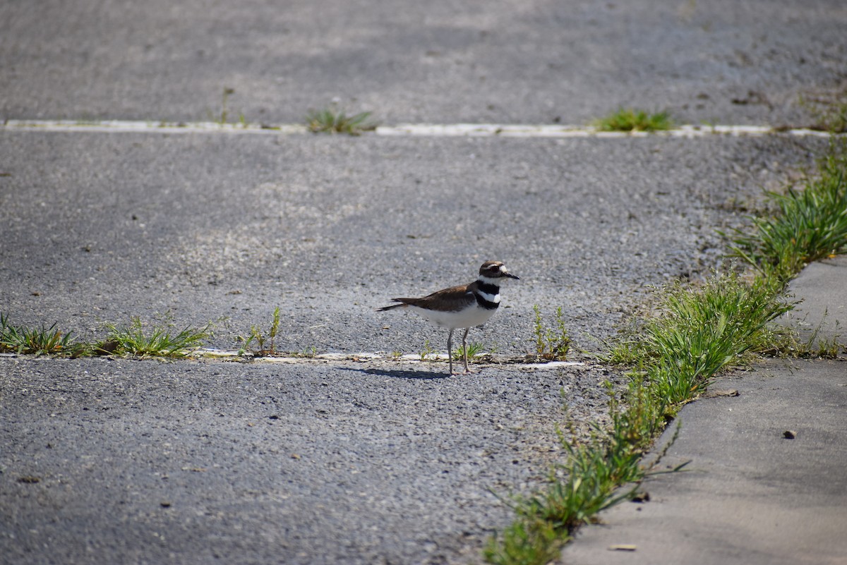 Killdeer - ML265503131