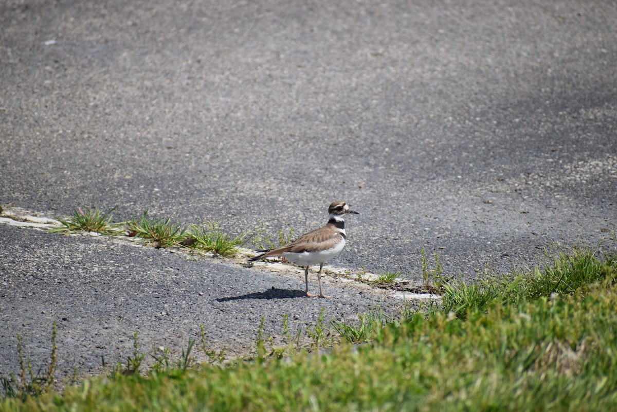 Killdeer - ML265503151