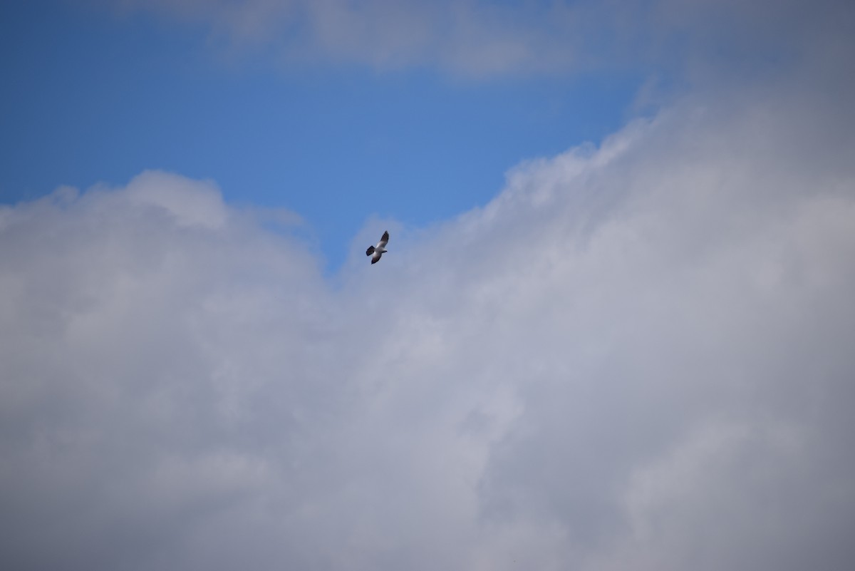 Mississippi Kite - ML265503441