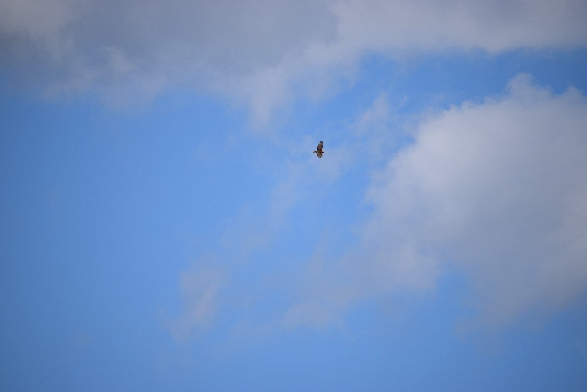 Red-shouldered Hawk - ML265503481