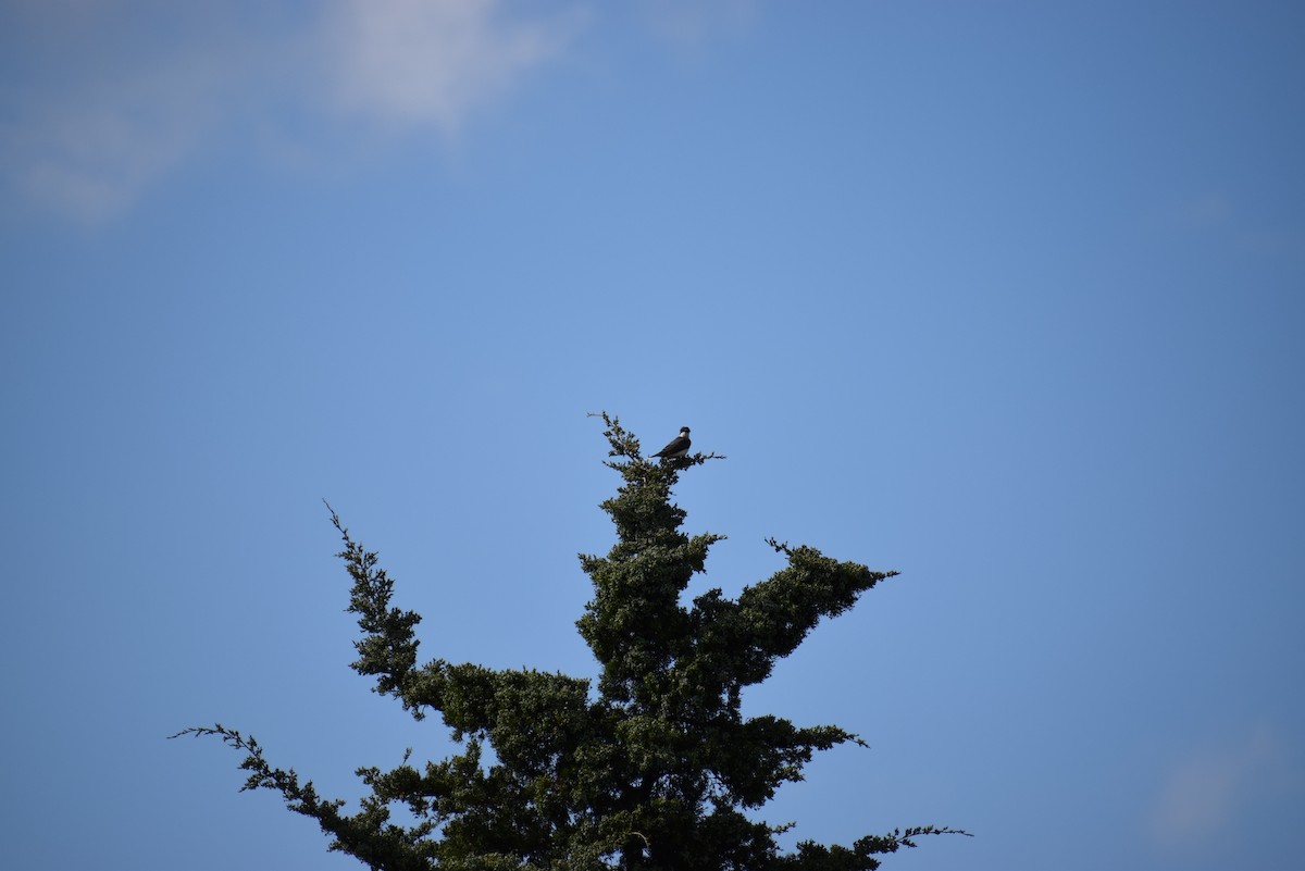 Eastern Kingbird - ML265503911
