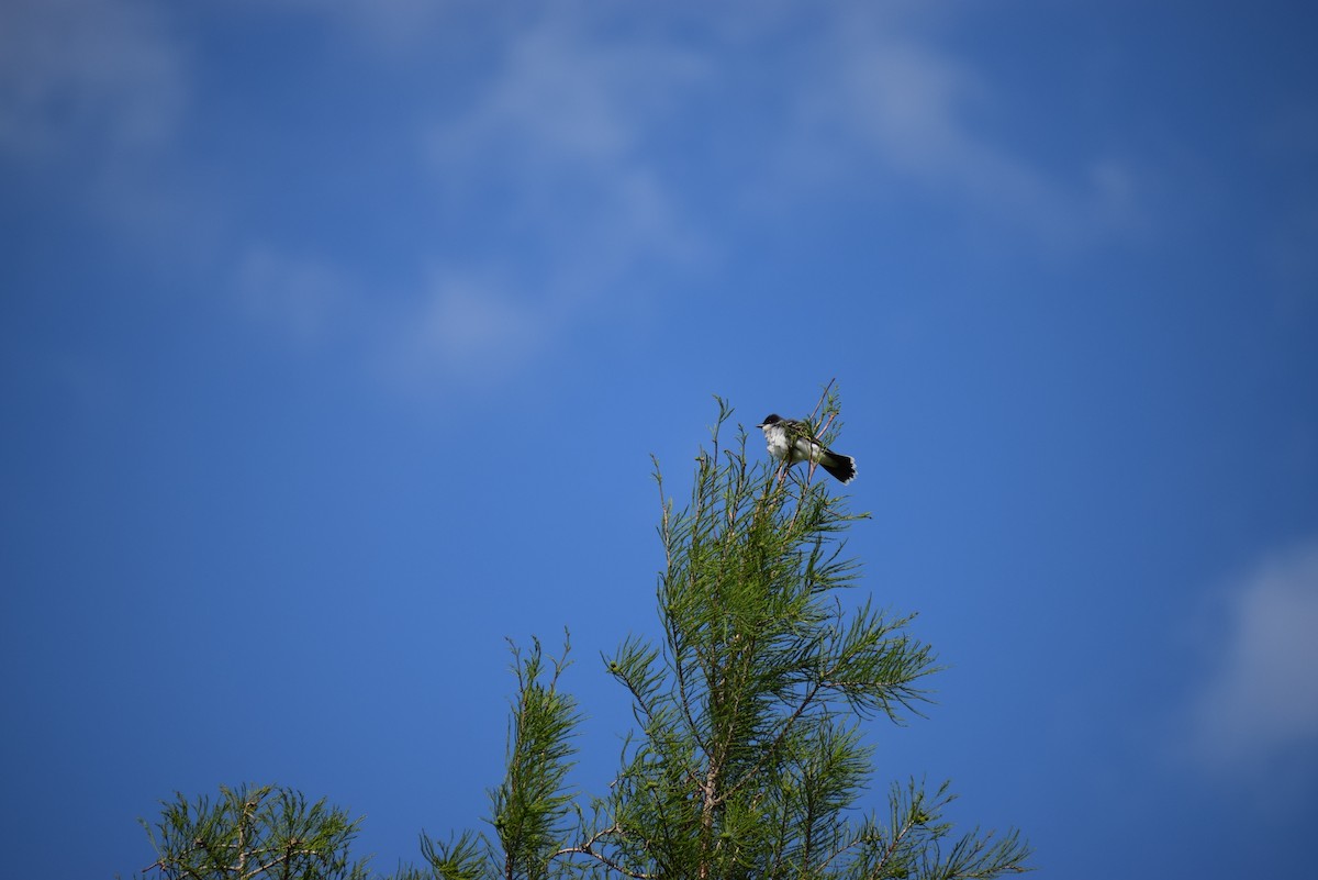 Eastern Kingbird - ML265503921