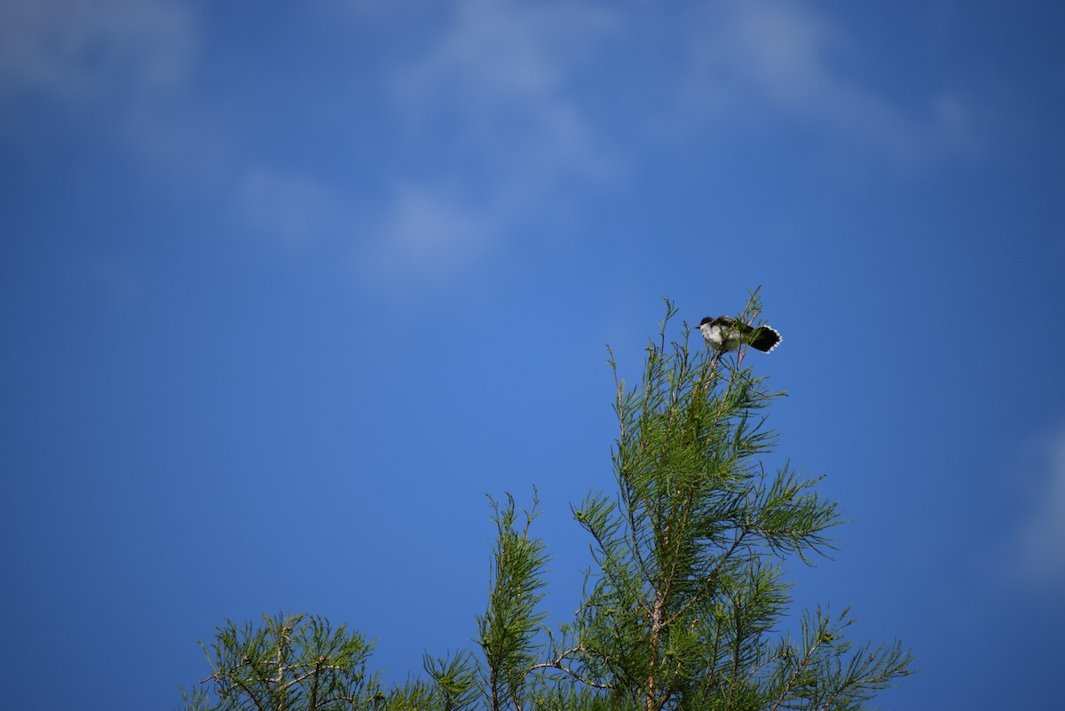 Eastern Kingbird - ML265503931