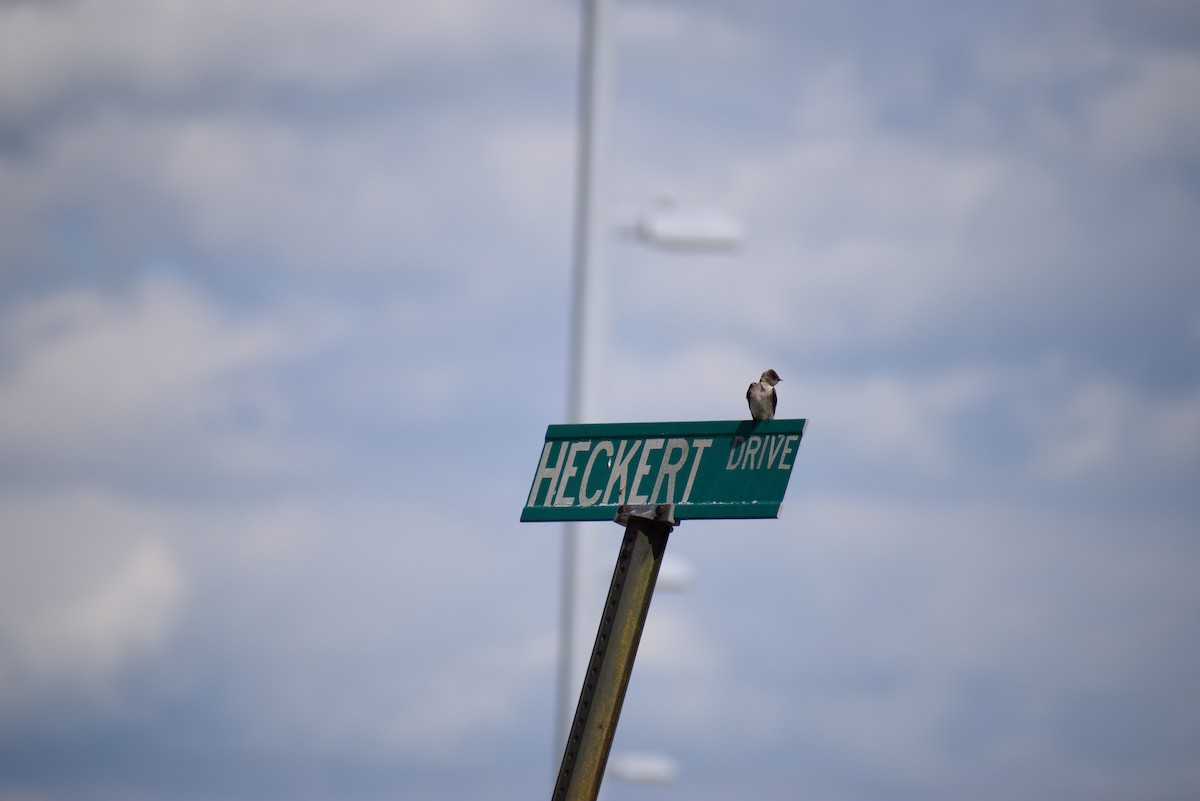 Northern Rough-winged Swallow - ML265504041