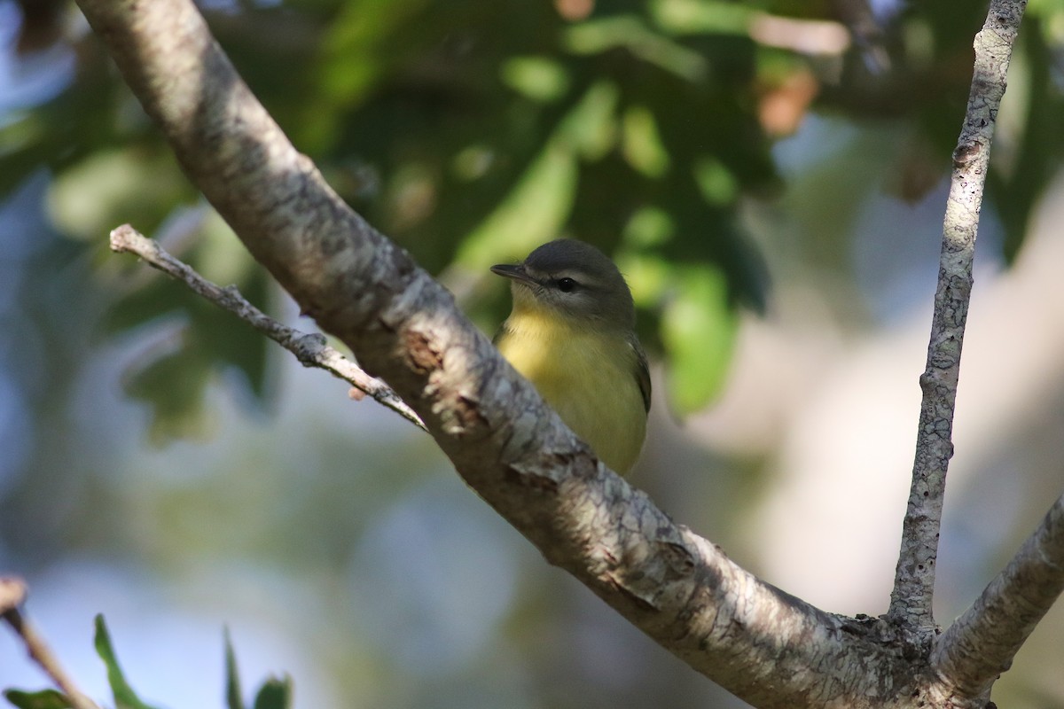 Philadelphia Vireo - ML265504311