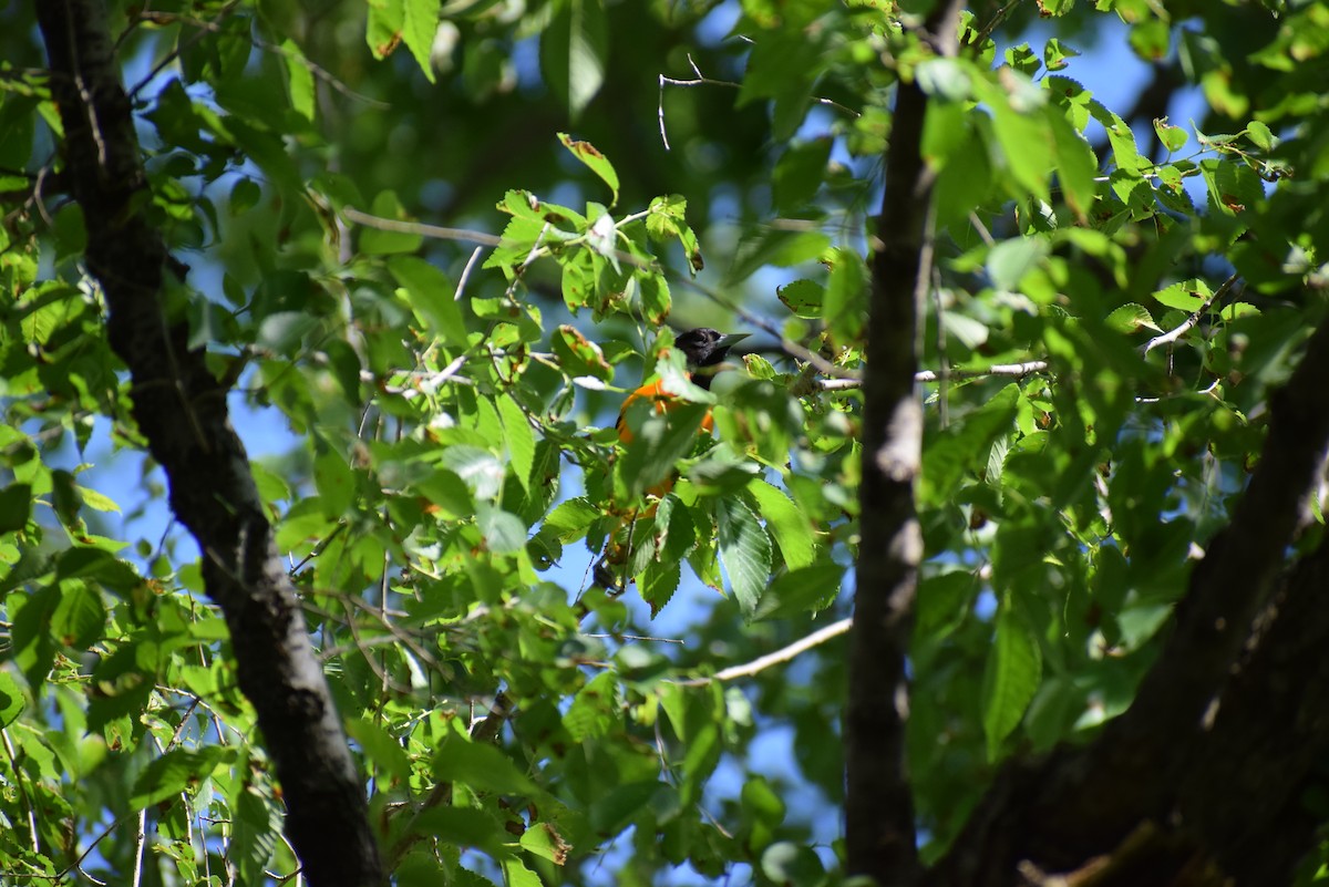 Baltimore Oriole - ML265504551