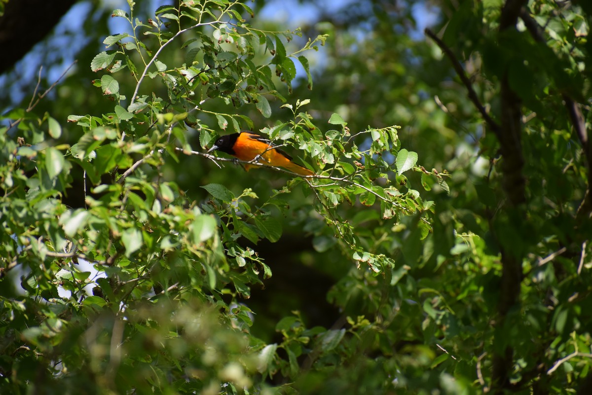 Baltimore Oriole - ML265504561