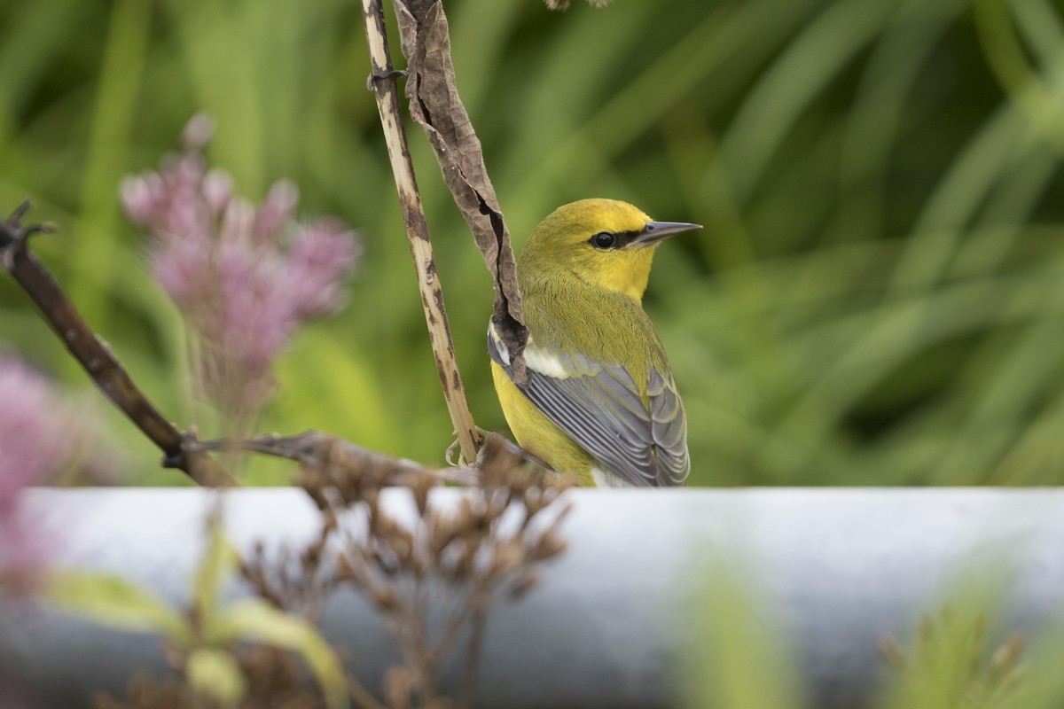 Blue-winged Warbler - ML265504591