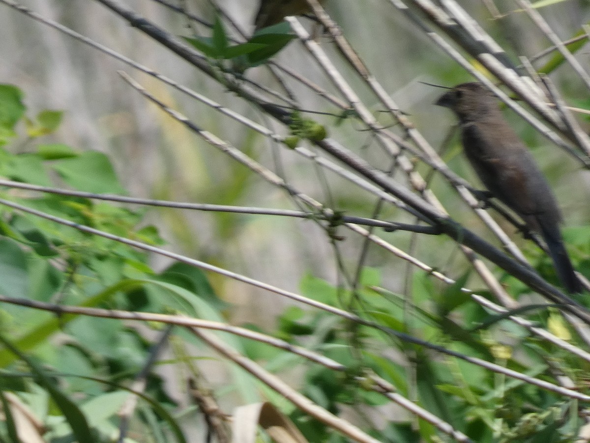 Blue Grosbeak - Judy Robichaux