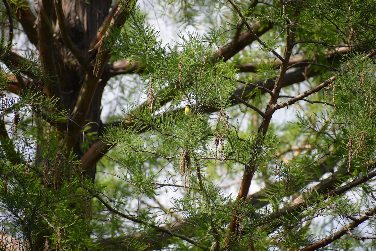 Common Yellowthroat - ML265505131