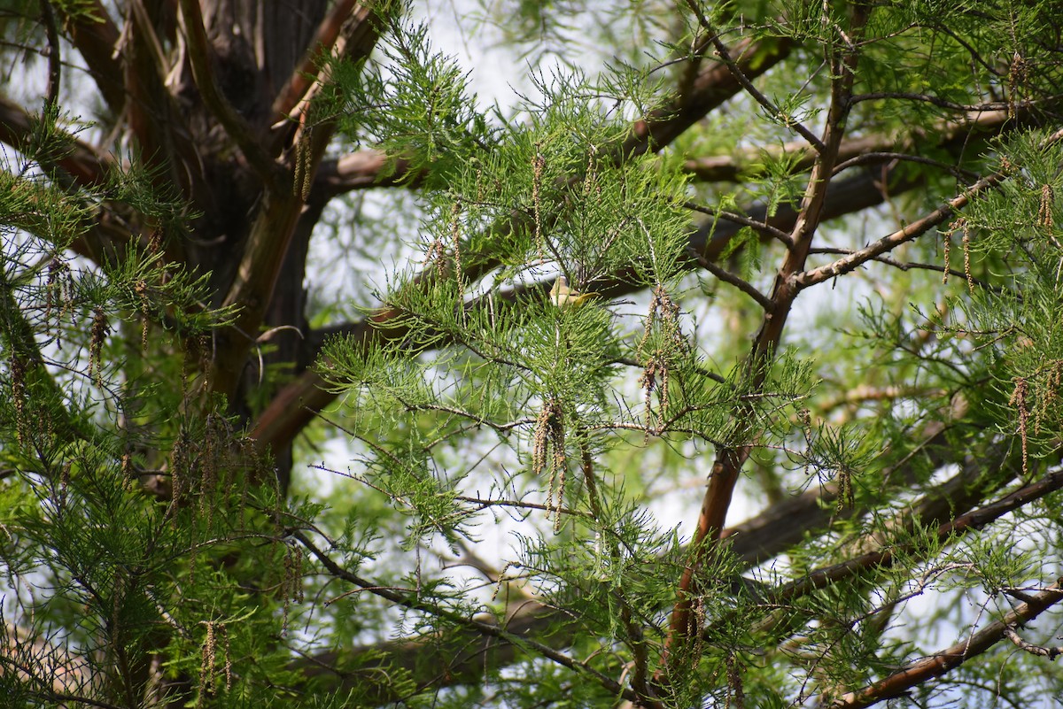 Common Yellowthroat - ML265505151