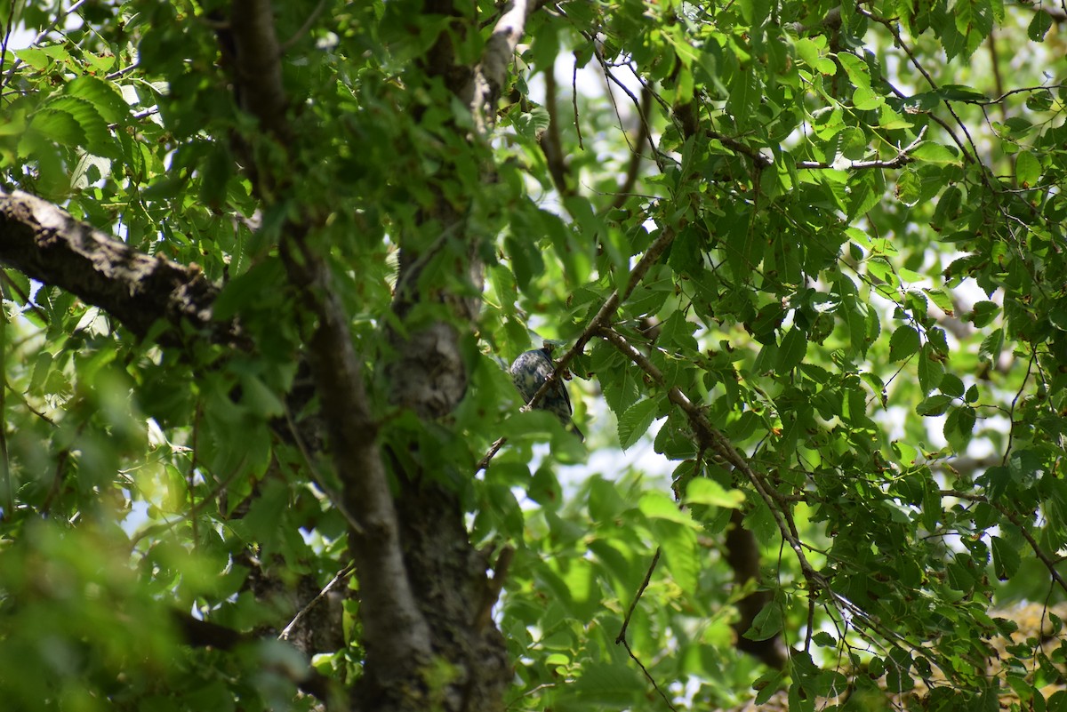 Indigo Bunting - ML265505461