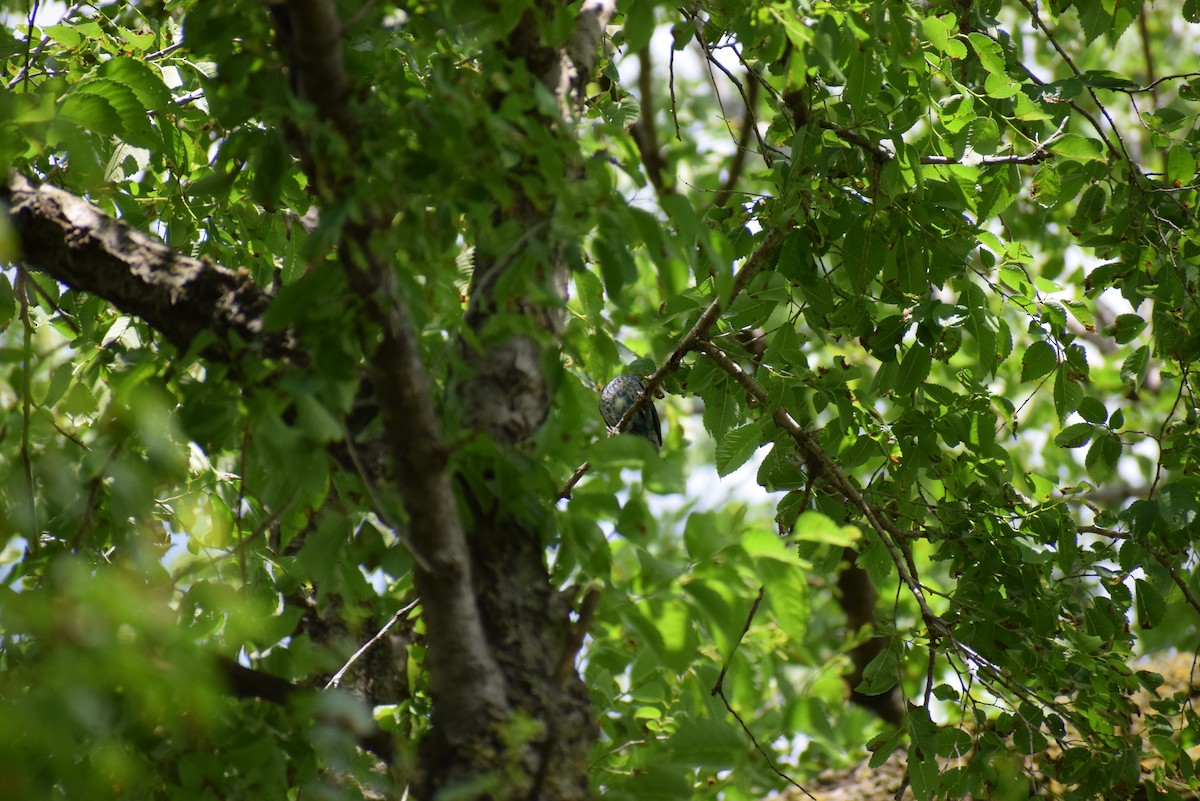 Indigo Bunting - ML265505471