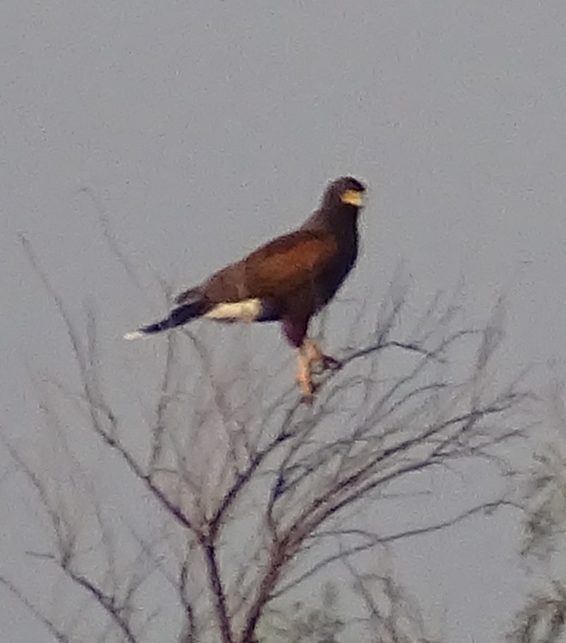 Harris's Hawk - ML265505711