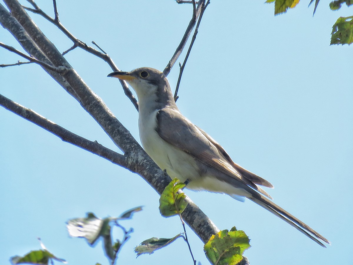 Cuclillo Piquigualdo - ML265506541