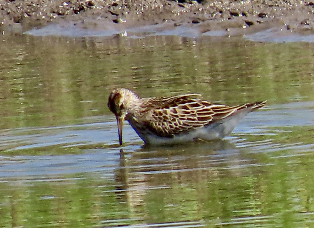 Graubrust-Strandläufer - ML265506641