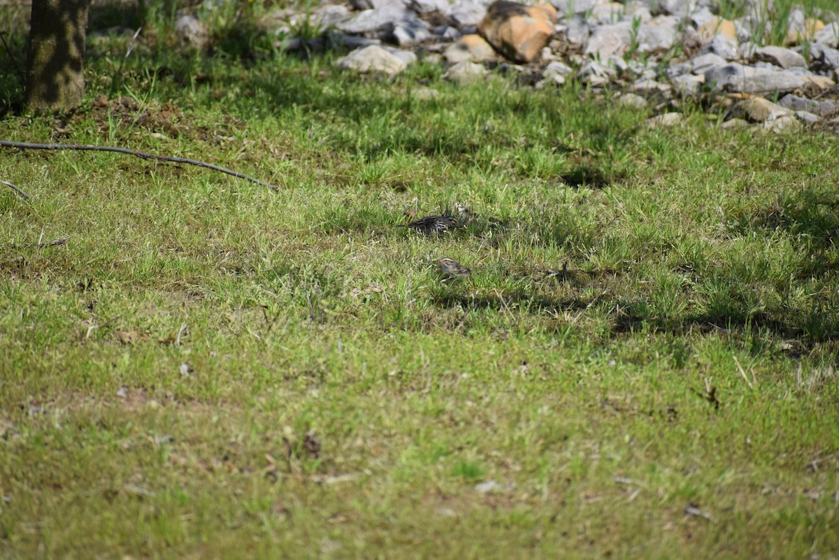 Clay-colored Sparrow - ML265509301