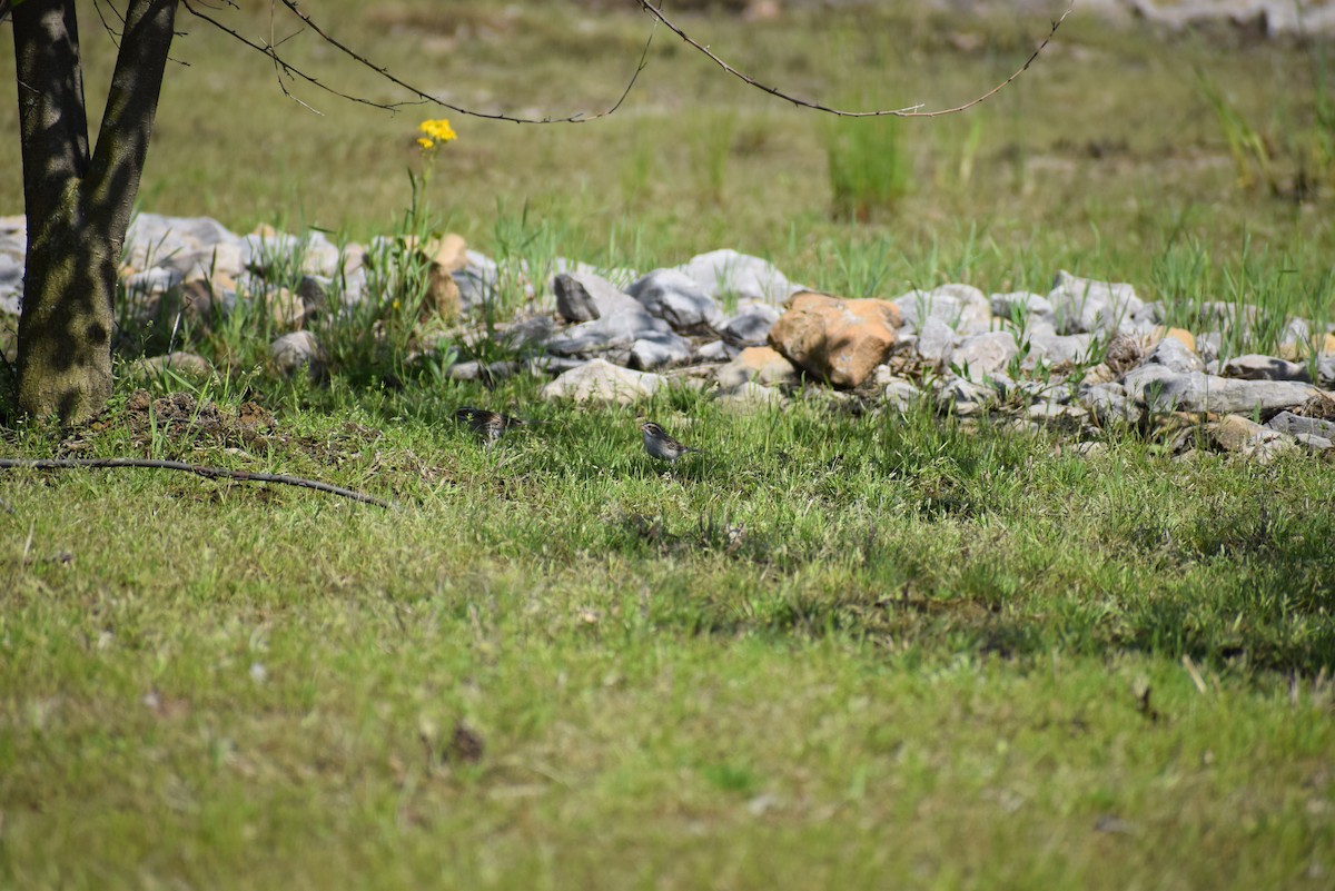 Clay-colored Sparrow - ML265509341