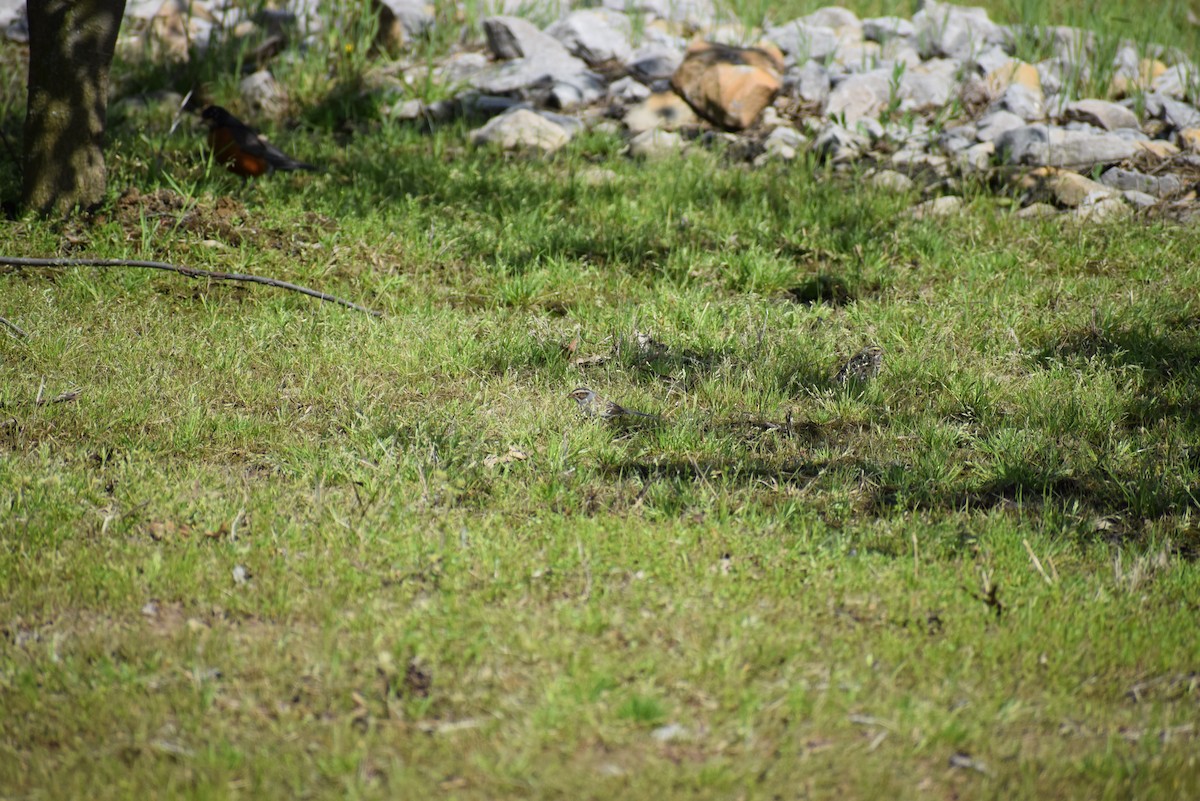 Clay-colored Sparrow - ML265509351