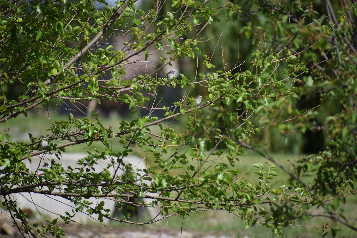 Clay-colored Sparrow - ML265509371