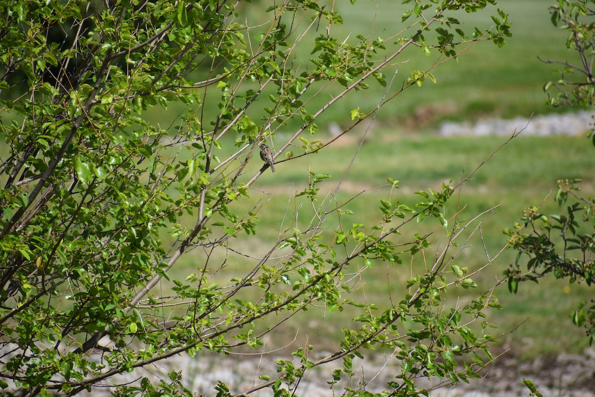 Clay-colored Sparrow - ML265509391