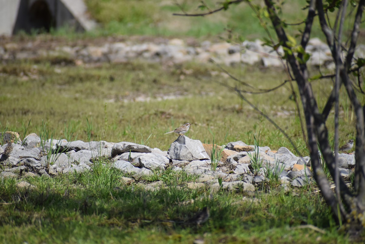 Clay-colored Sparrow - ML265509431