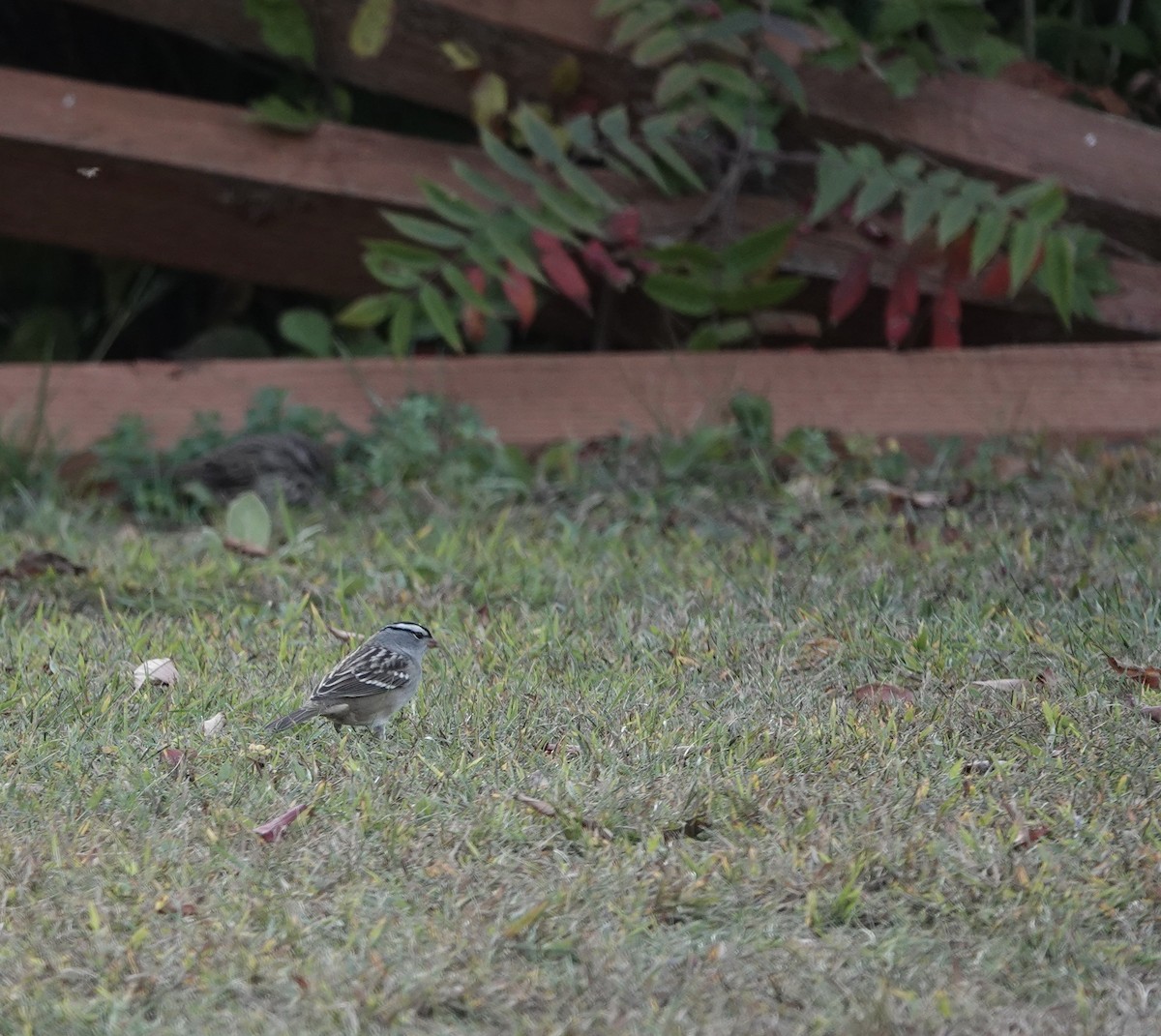 White-crowned Sparrow - Jeanne-Marie Maher