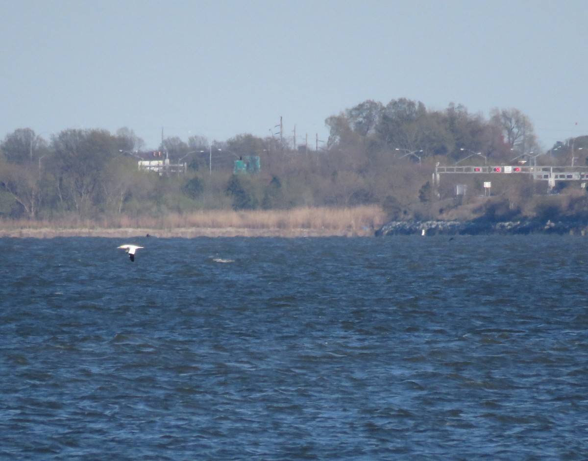 Northern Gannet - ML26551161