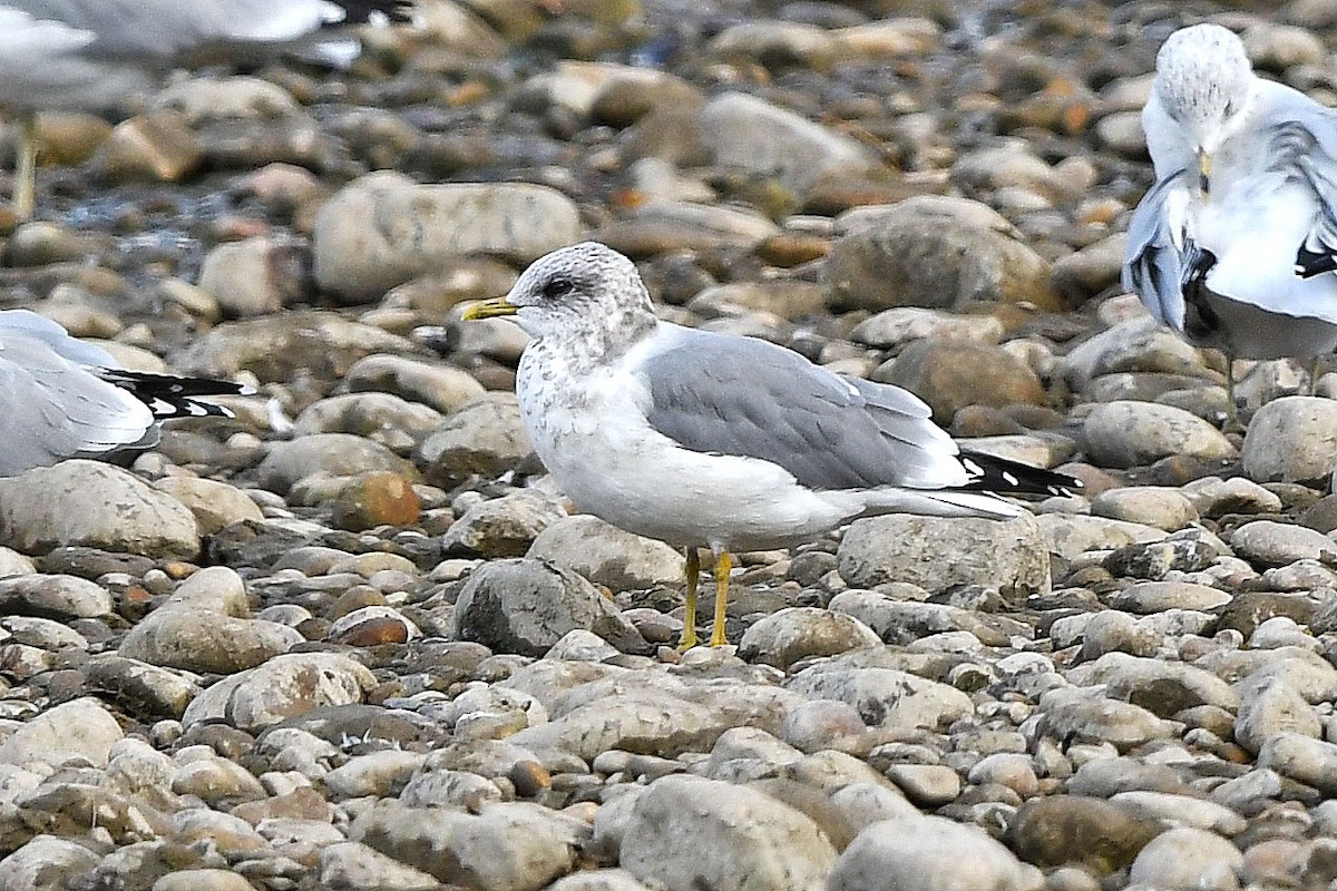 Short-billed Gull - Chris Rees