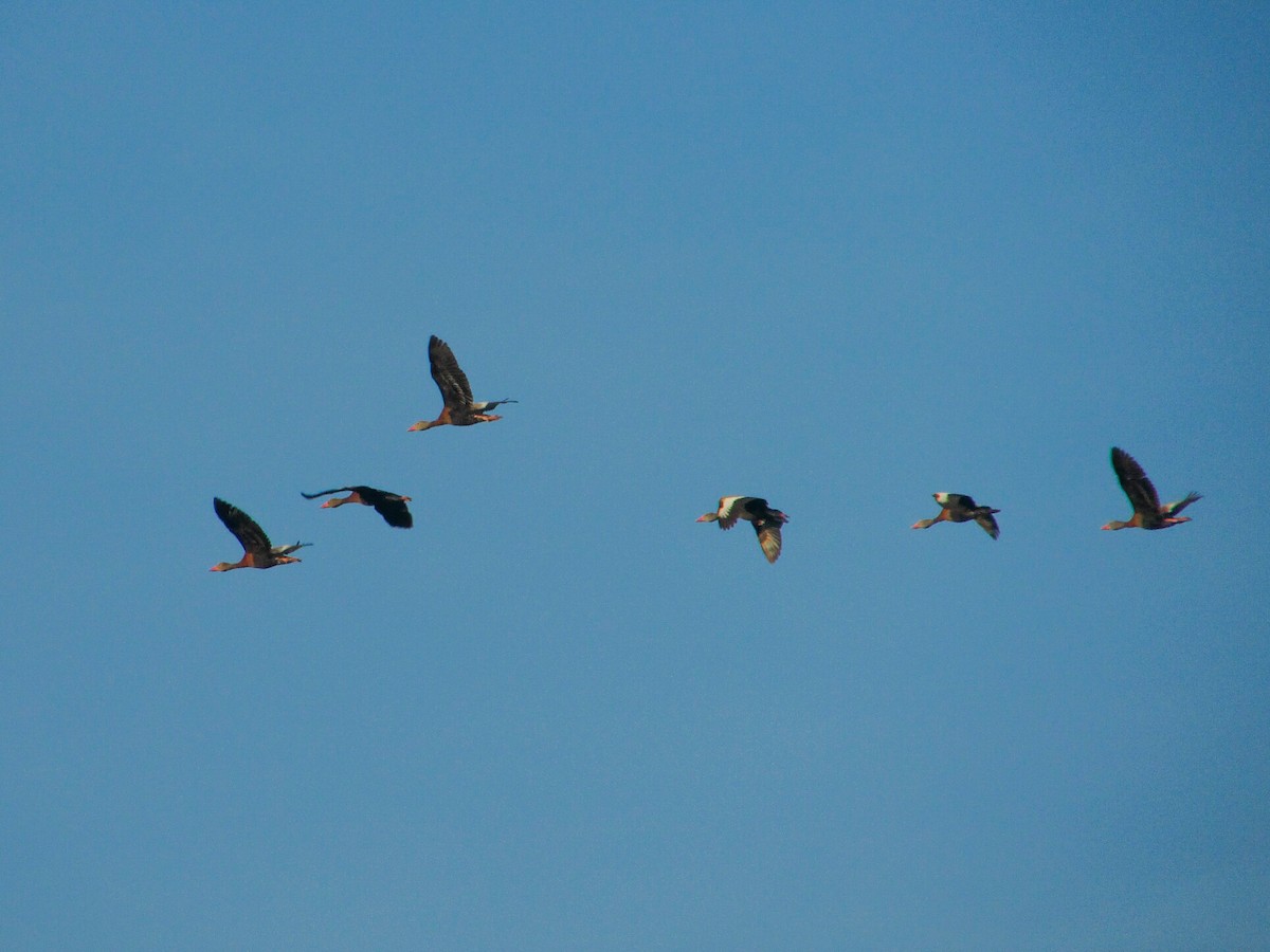Black-bellied Whistling-Duck - ML265512681